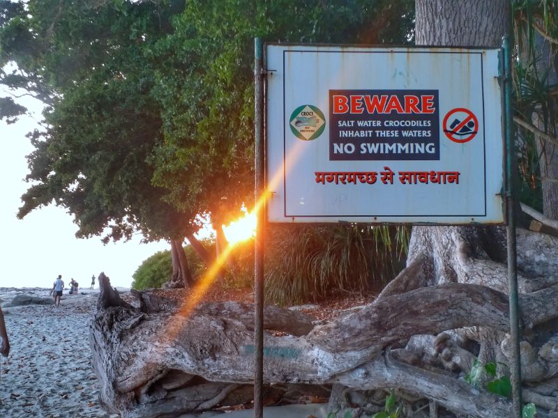 Salt water crocodiles inhabit some areas  of Radhanagar Beach